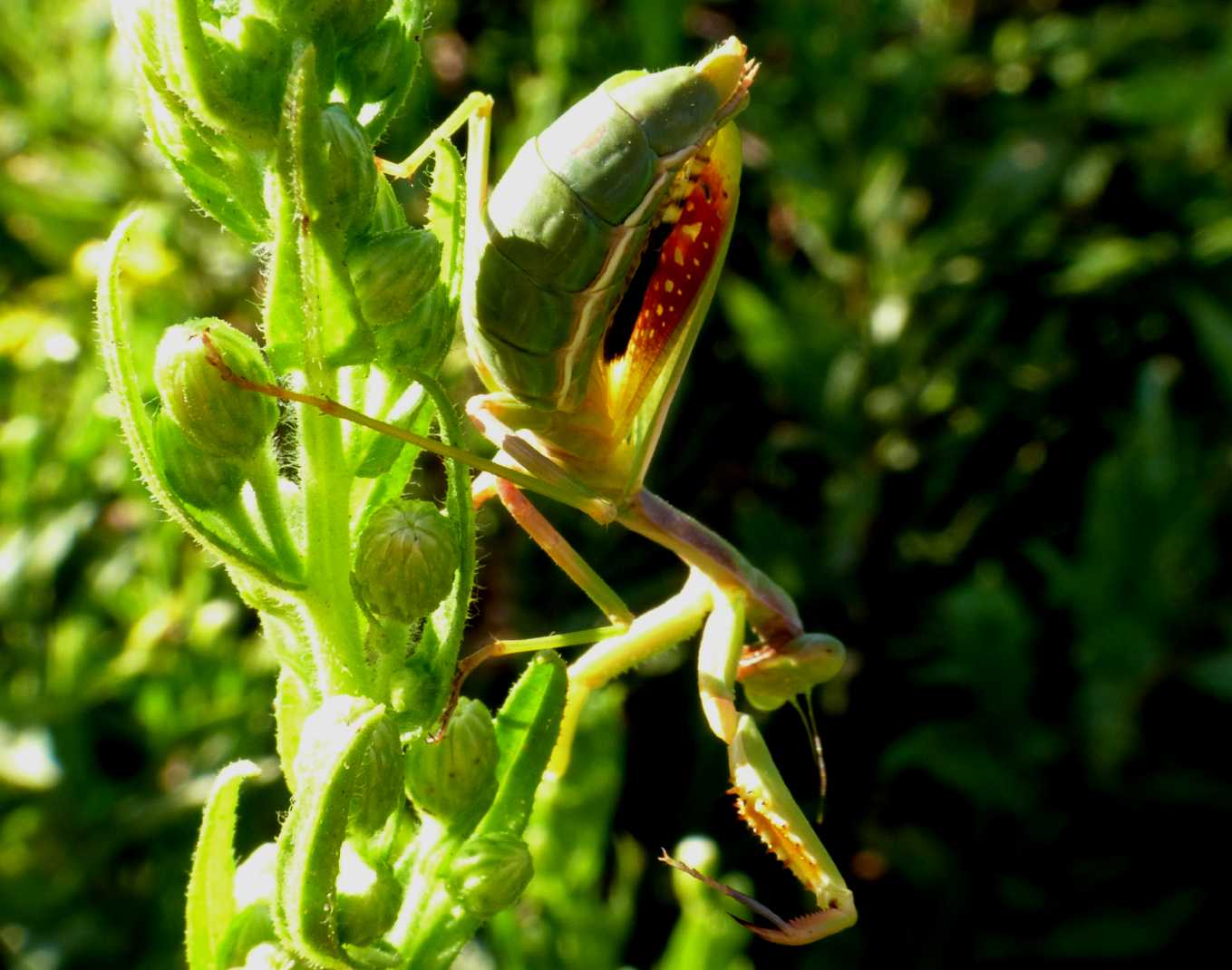 Iris oratoria in posa terrifica